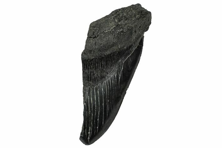 Partial Fossil Megalodon Tooth - Serrated edge #331556